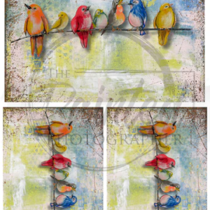 multiple feathered friends with backgound