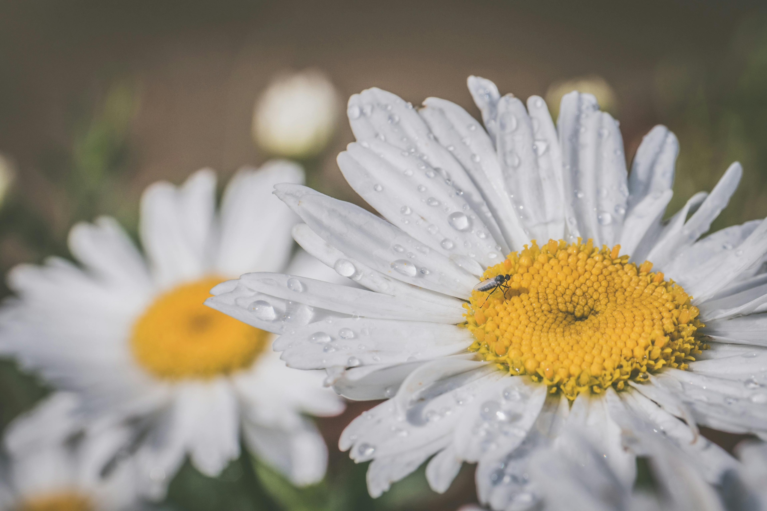 Detailed image of a daisy flower with dewdrops and an insect, perfect for nature lovers.